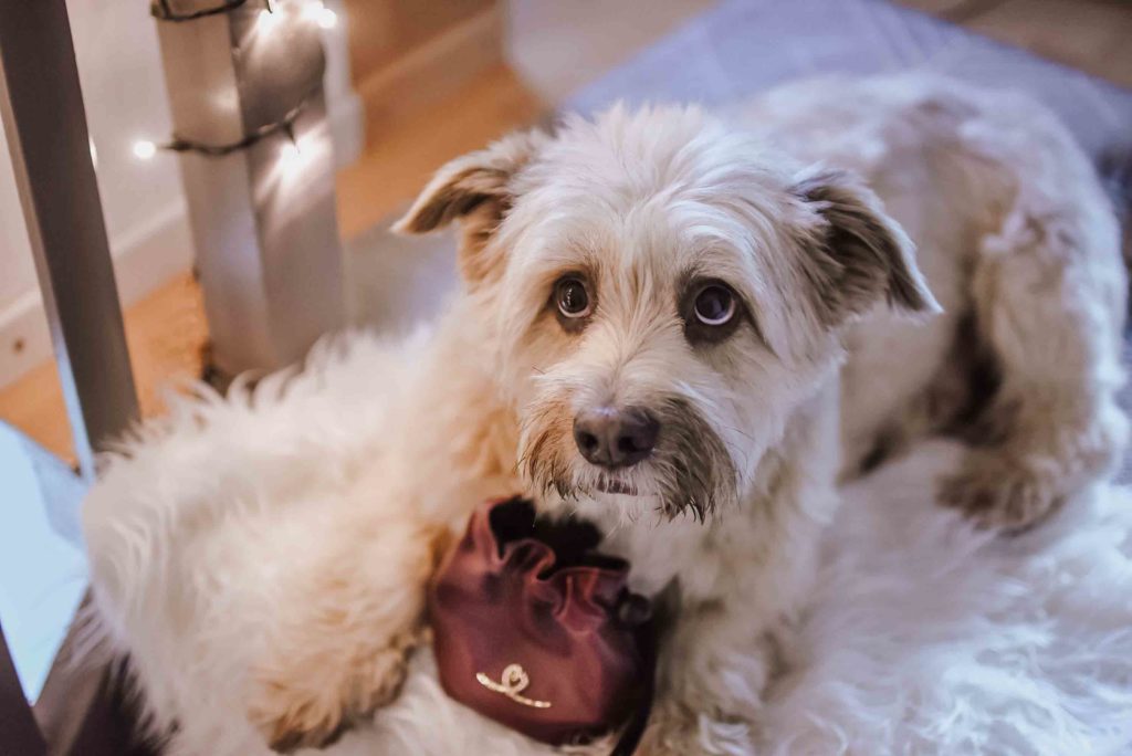 Gassitasche Futterbeutel Hund Bellovie